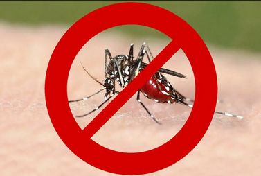Lotta alle zanzare: Ordinanza sindacale per prevenire le malattie trasmesse da insetti vettori